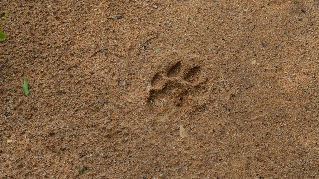 animal tracks